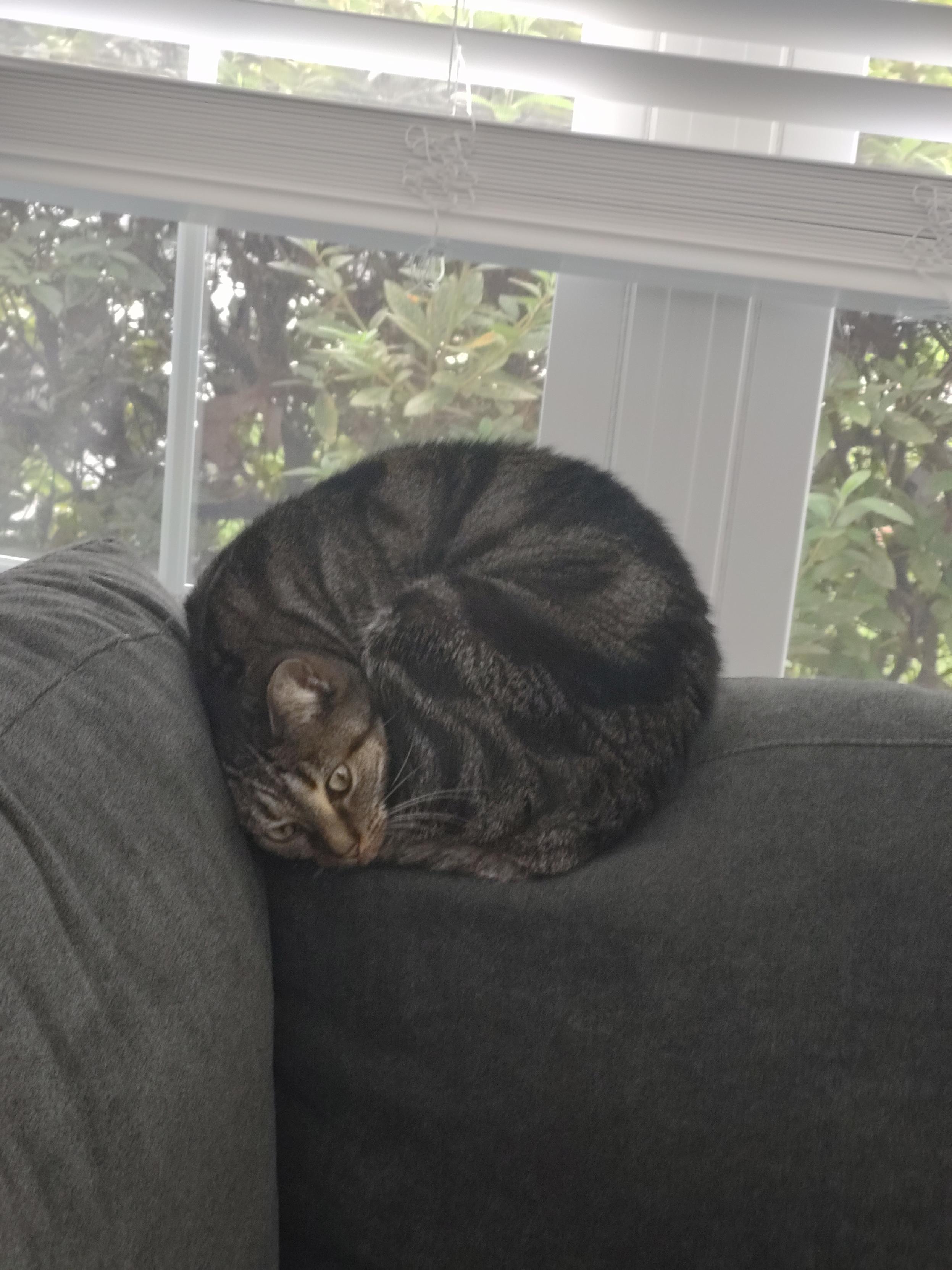 Picture of a tabby cat laying in a ball on top of a couch