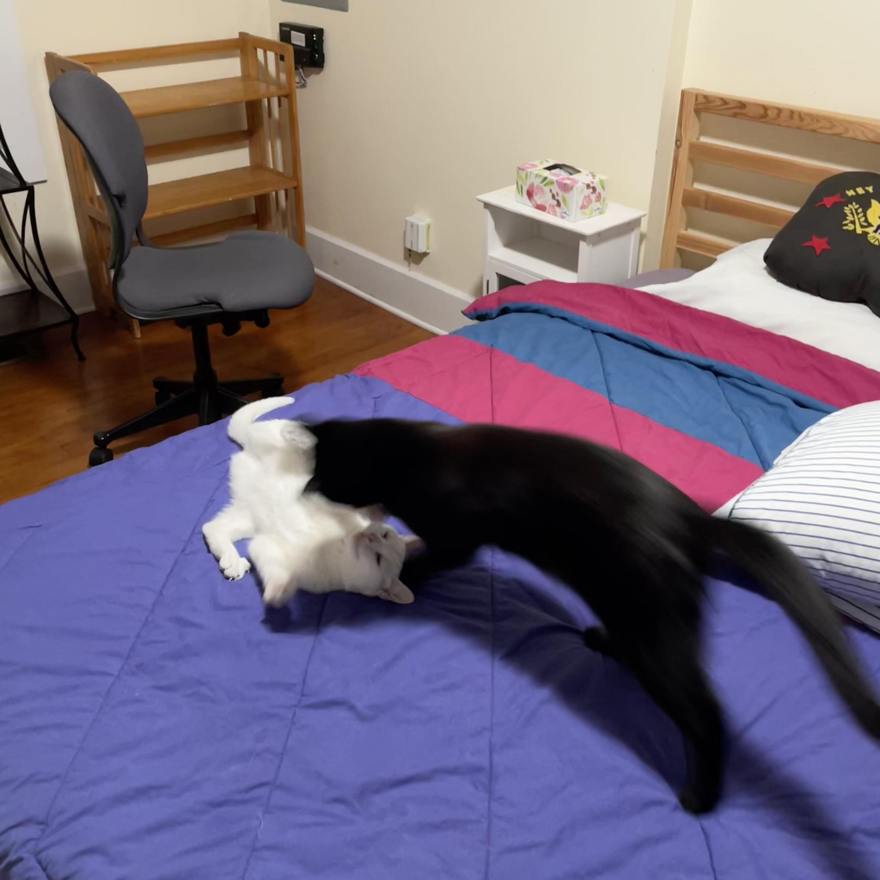 a black cat streaks across a bed to play with a white cat on her back